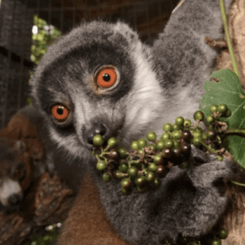 Live from Duke Lemur Center